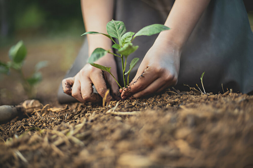 Sustainable Gardening: Eco-Friendly Practices for a Greener Lawn